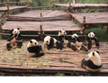 70 repas pour les pandas