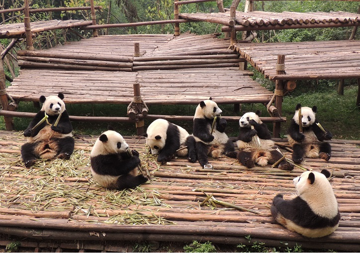 70 repas pour les pandas